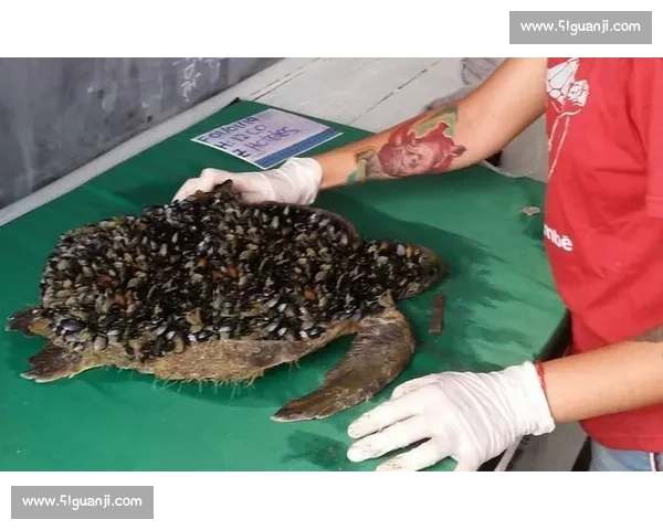 深海手术刀:螺旋桨藤壶的沉浸式清理实录 深海手术刀:螺旋桨藤壶的沉浸式清理实录